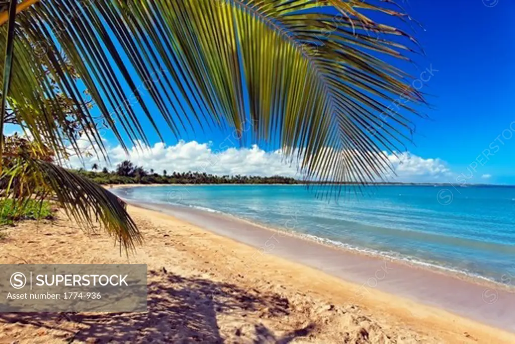 Palm tree on the beach, Vacia Talega Beach, Puerto Rico
