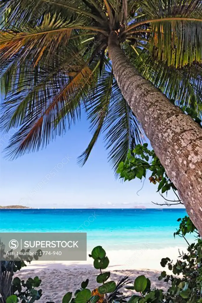 Palm tree on the beach, Trunk Bay, St. John, US Virgin Islands