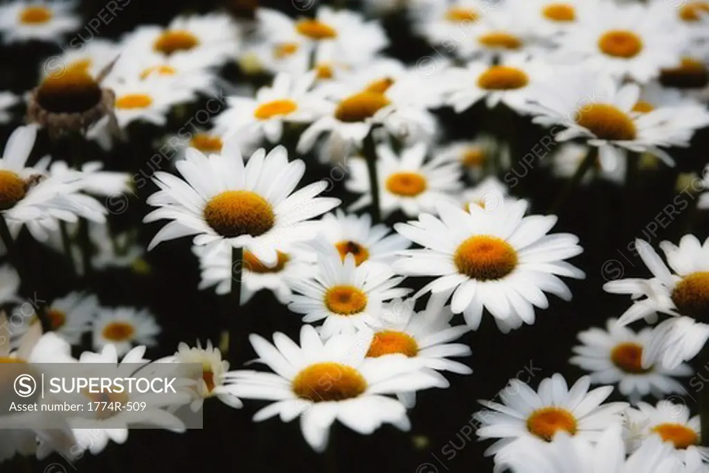 Close-up of Common Daisy (Bellis perennis) flowers