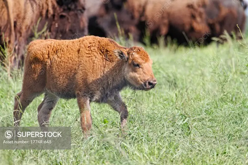 USA, New Jersey, Hunterdon County, Buffalo (Bison Bison) calf in meadow