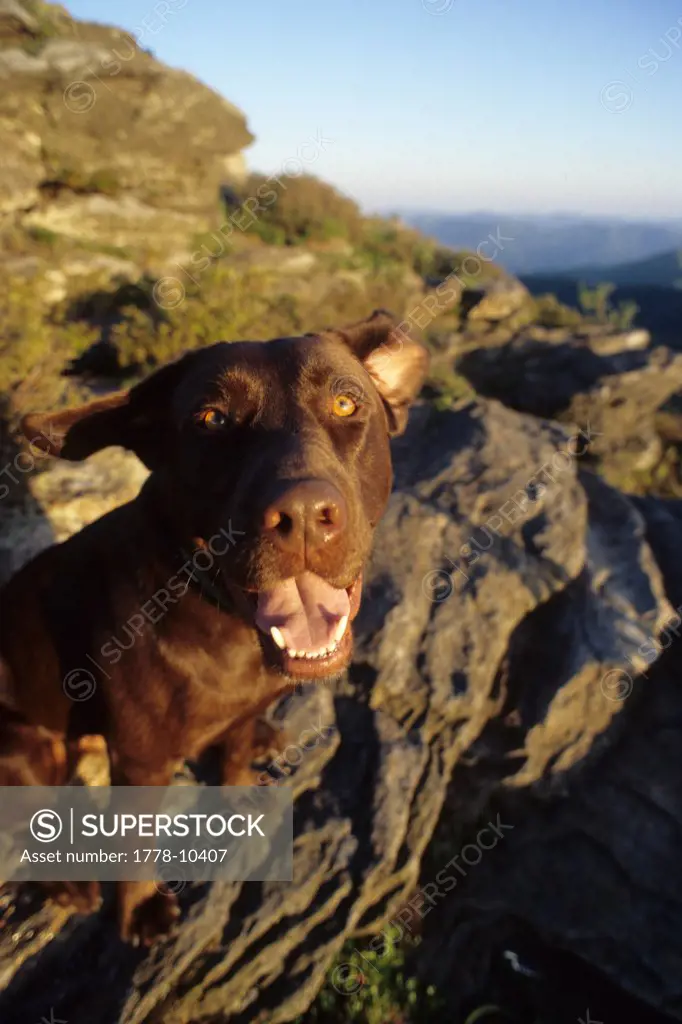 Dog (chocolate labrador retriever) grins and leans into the wind atop Craggy Pinnacle near Asheville, NC