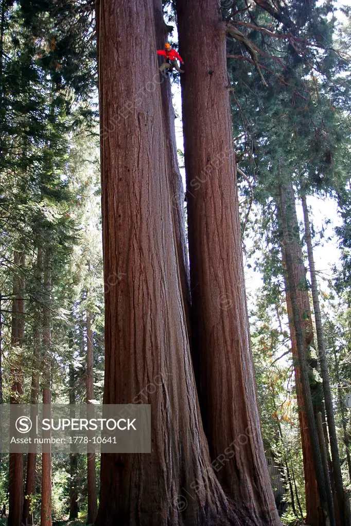 A man climbs a  giant Sequoia on a private land in Sequoia Crest, California