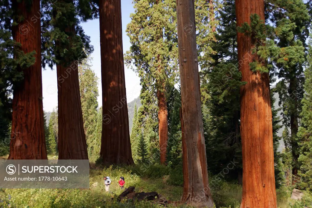 A couple hikes around Giant Sequoia trees in the Sierra Nevada mountains of California