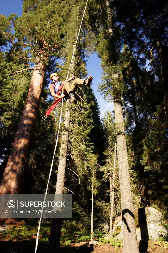 A man rappels down a giant Sequoia near Sequoia Crest, California