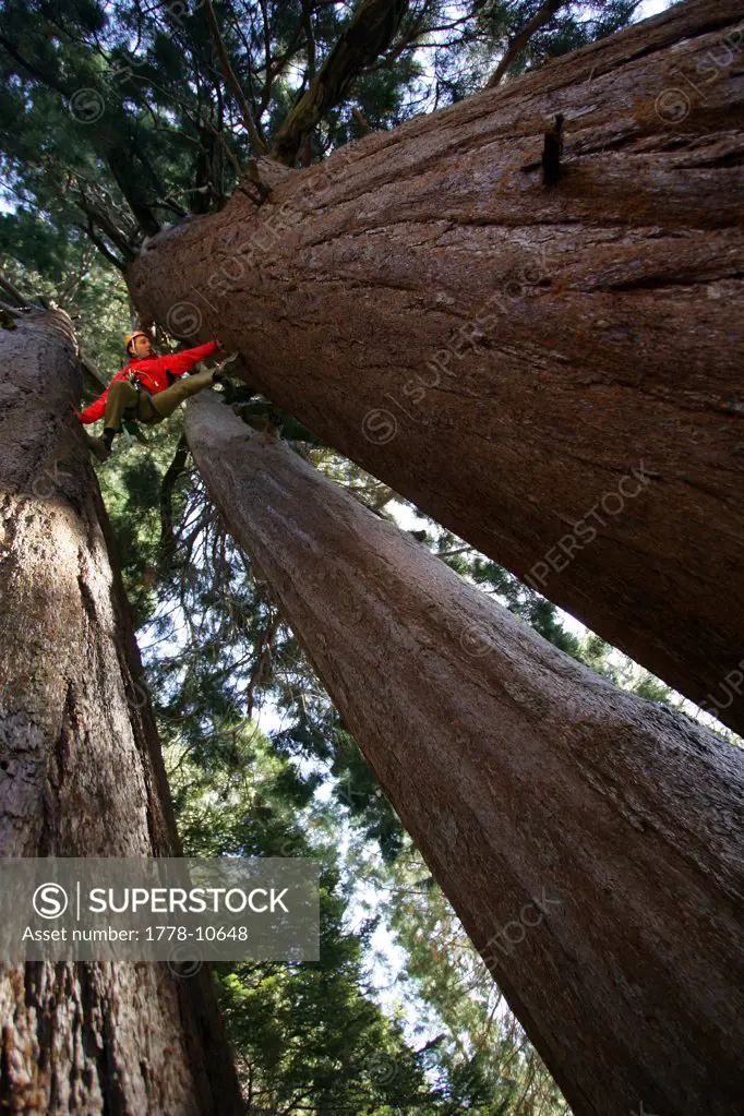 A man climbs a  giant Sequoia on a private land in Sequoia Crest, California