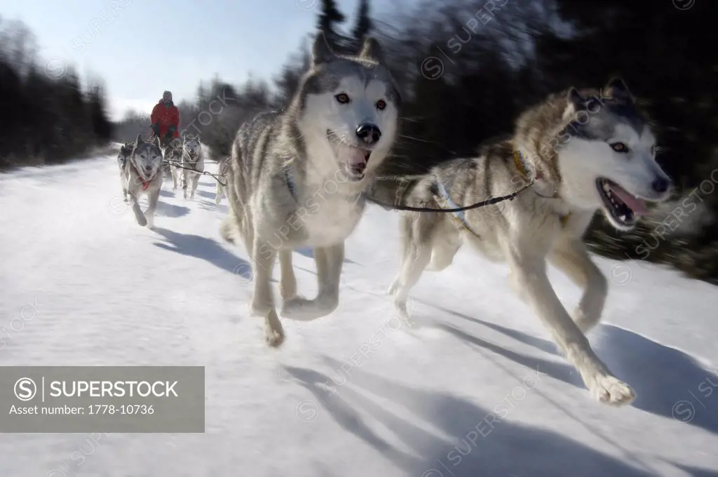 A man in a red parka is mushing his dogs