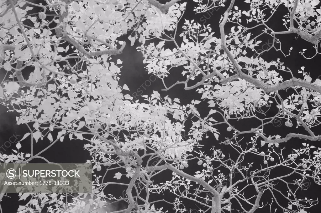 A low angle view of Candlenut (Aleurites moluccana) tree branches also known as the KukuÕi tree on Molokai, Hawaii (Infrared)
