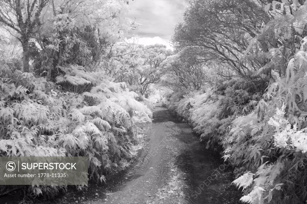A view down a 4WD dirt road in the Kamakou preserve on Molokai, Hawaii (Infrared)