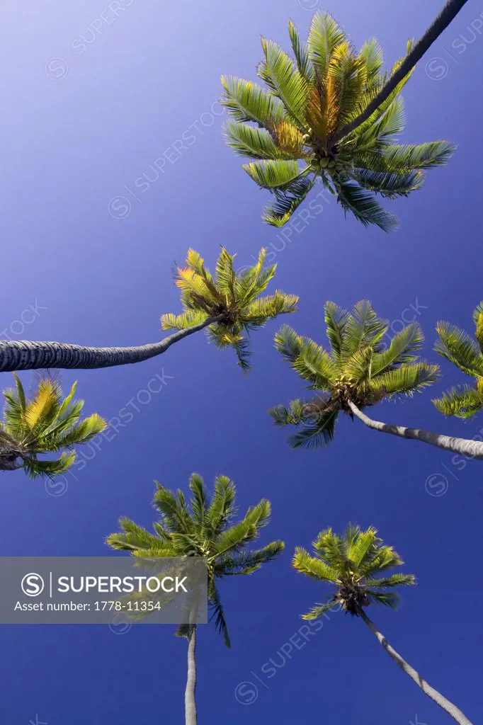 A low angle view of palm trees (Arecaceae) in the Kamehameha palm grove on Molokai, Hawaii