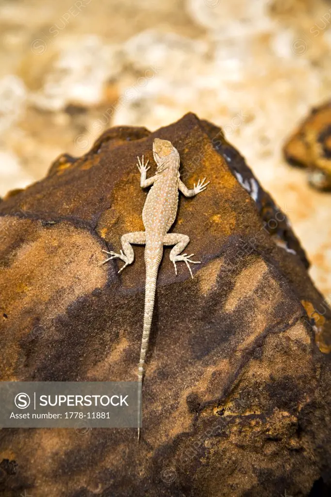 A lizard on rock, Capital Reef National Park, Utah