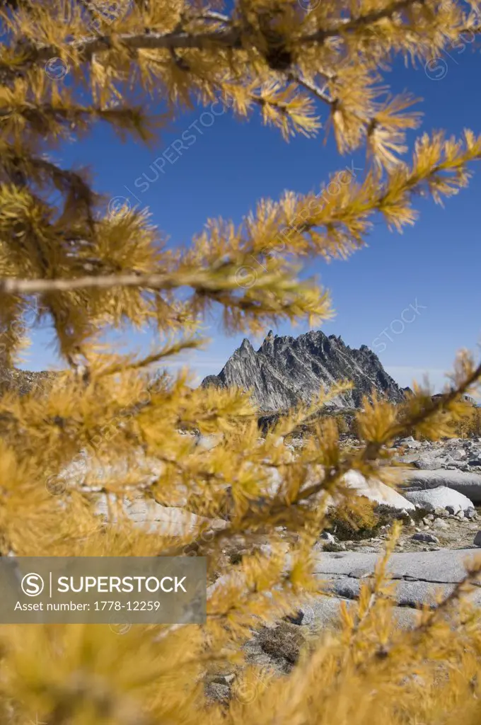 View of Prussik Peak through yellow larch in Washington State's Alpine Lakes Wilderness Enchantments area