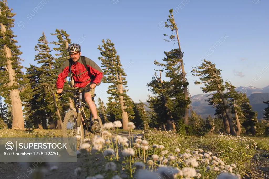 A man mountain bikes at sunset past flowers on the Tahoe Rim Trail in California