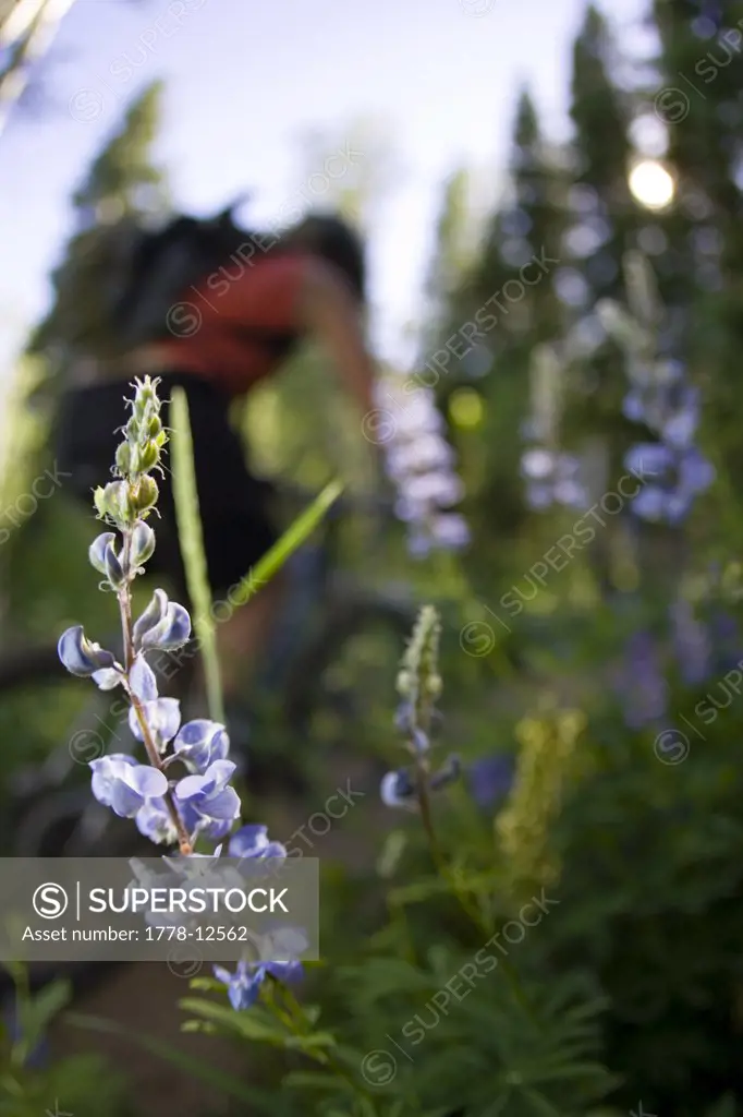 Woman mountain biking, flowers, Wyoming