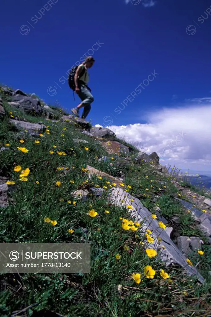 A woman hiking down a flower covered slope in Great Basin NP in Nevada (Low Angle Perspective)