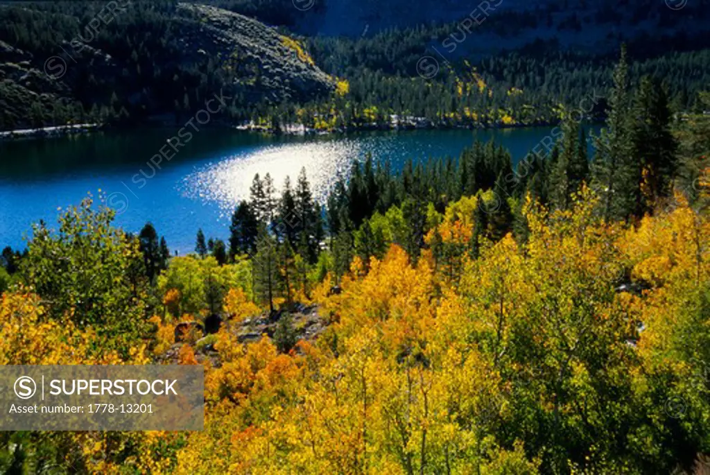 Landscape, Aspen Trees and Lake in Autumn Foliage