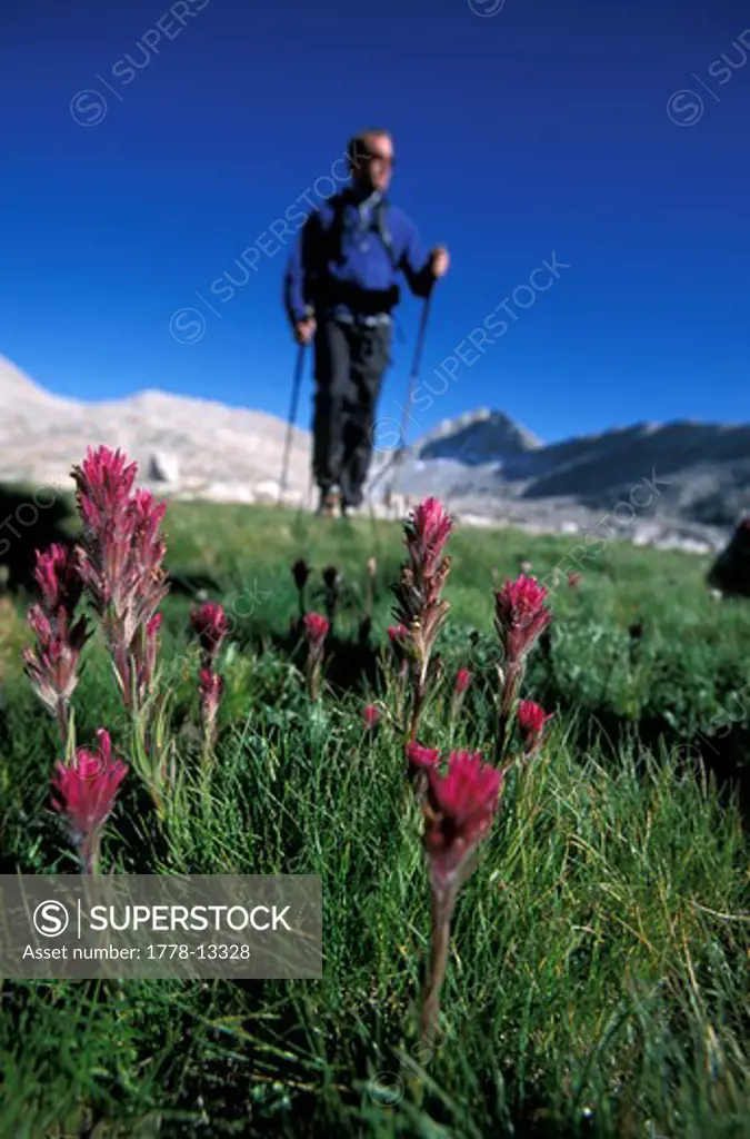 Hikers in an alpine meadow with flowers in Eastern Sierra Nevada mountains, California (Low Angle Perspective)