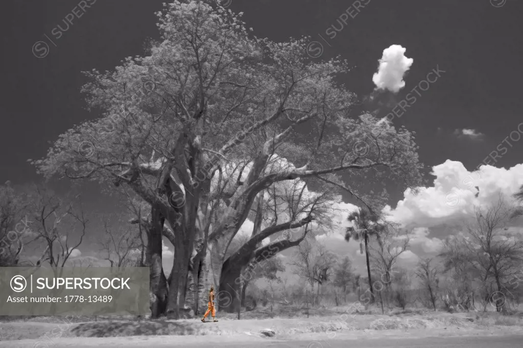 A young woman examines the enormity of an African baobab tree near Victoria Falls, Zimbabwe (Black and White Isolated Color)