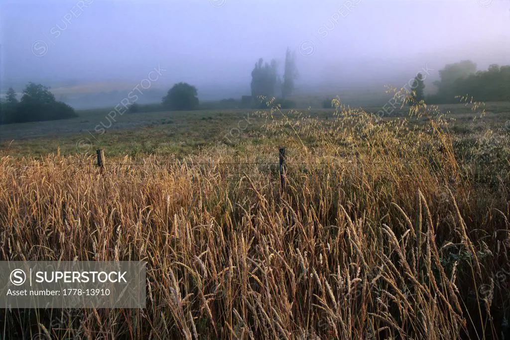morning fog in Freestone Valley