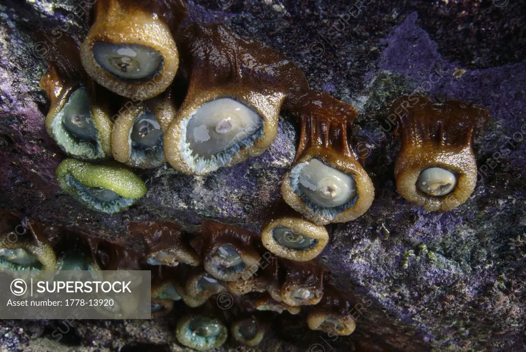 Sea anemones in a tidal sea cave along Northern California's Sonoma Coast