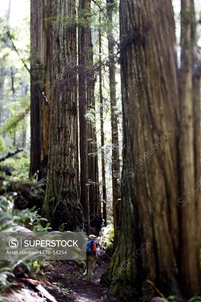 Redwood National Park, California A hiker follows a trail amongst the giant trees