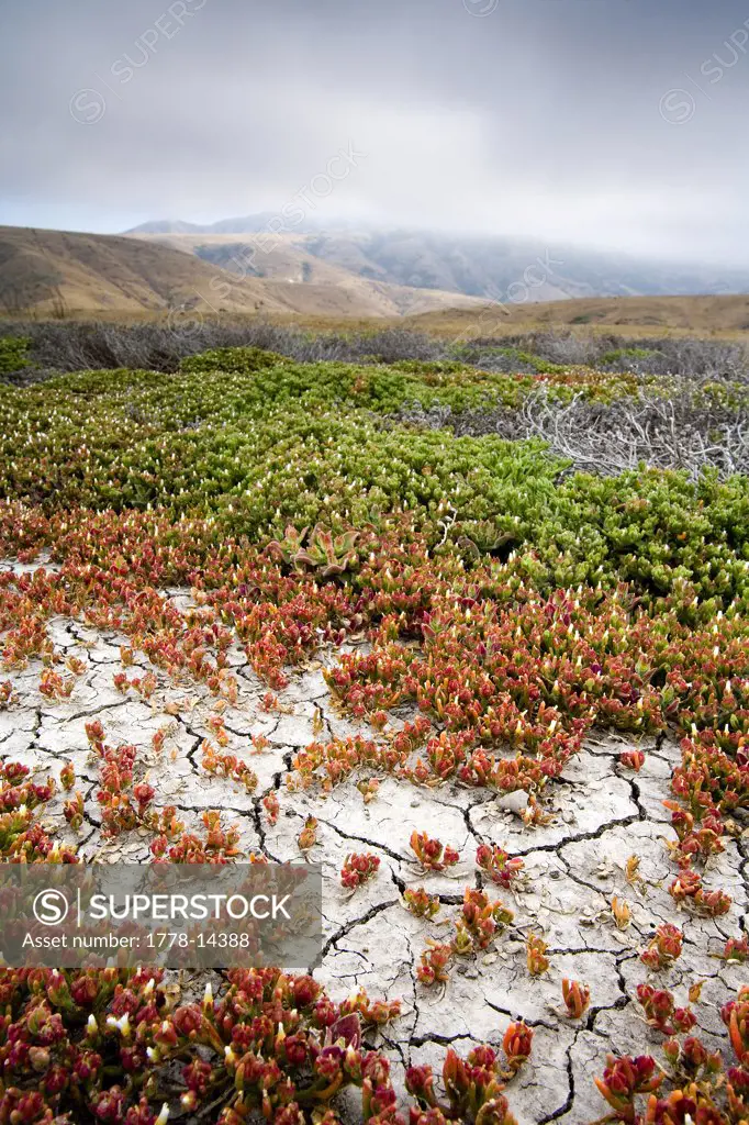 Landscape of Santa Cruz Island, Channel Islands National Park, California