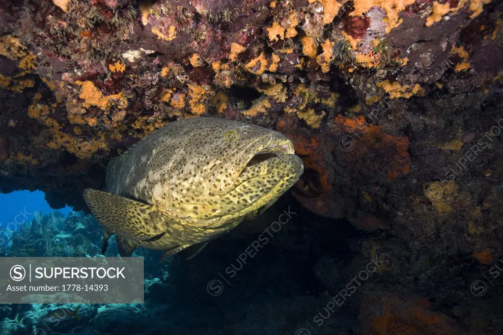 Goliath grouper (Epinephelus itajara), Florida Keys National Marine Sanctuary, Key Largo, Florida