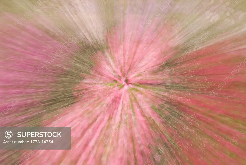 A multiple exposure image on flowers in Fort Collins, Colorado