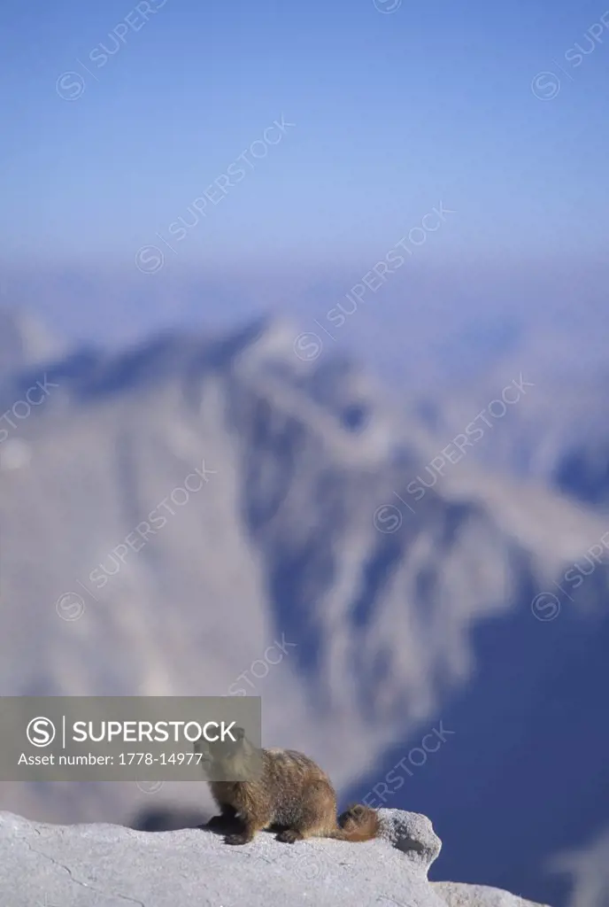 Ground squirrel on a ledge high on a mountain