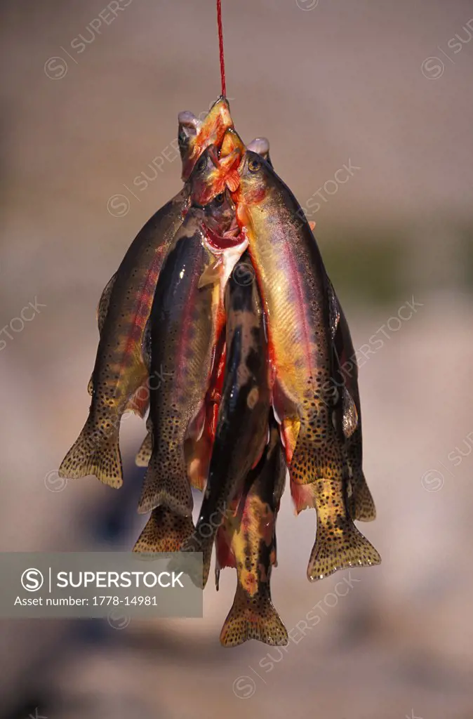 Caught fish hanging from a string while camping