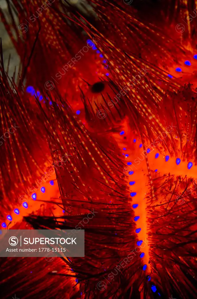 Close up of  a Red Sea Urchin,aka  Blue spotted urchin (Astropyga radiata), Indonesia