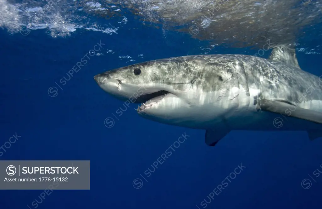 Great white shark (Carcharodon carcharias), Guadalupe Island, Mexico