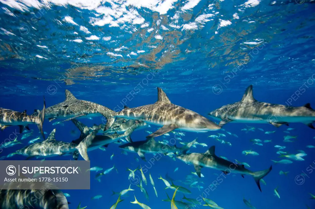 Frenzied activity involving Caribbean reef sharks (Carcharhinus perezi), New Providence, Bahamas