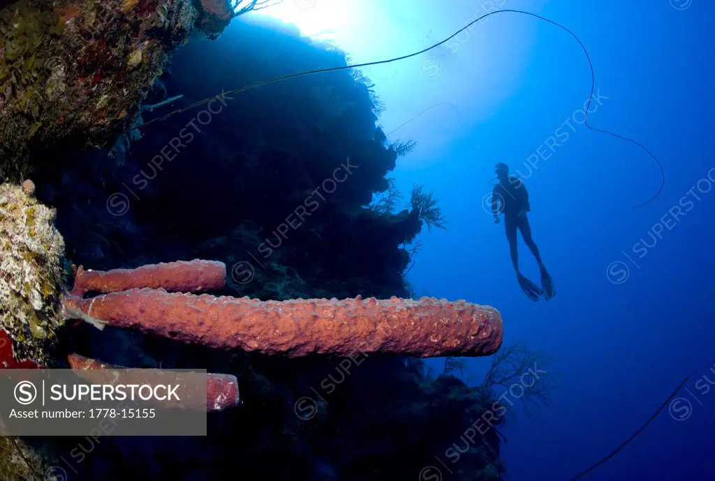 Male scuba diver, Grand Turk, Turks and Caicos