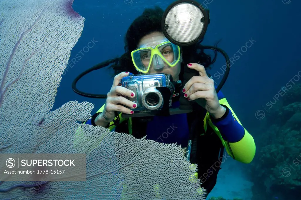 Diver takes picture of Sea fan (Gorgonia ventalina), Little Cayman, British West Indies