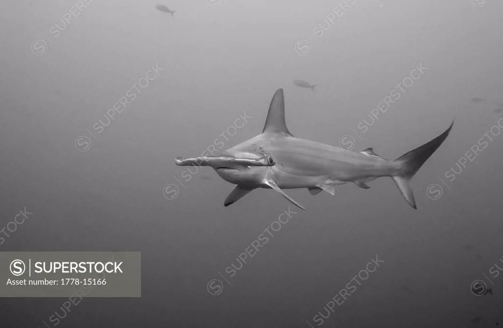 Scalloped hammerhead shark, Sphyrna lewini, Wolf Island, Galapagos