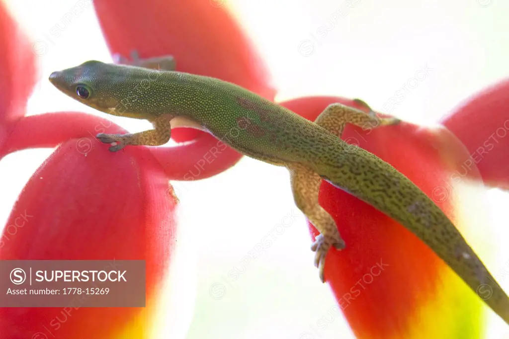 green gecko on red flower