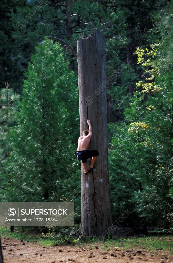 Man crack climbing a crack in a tree