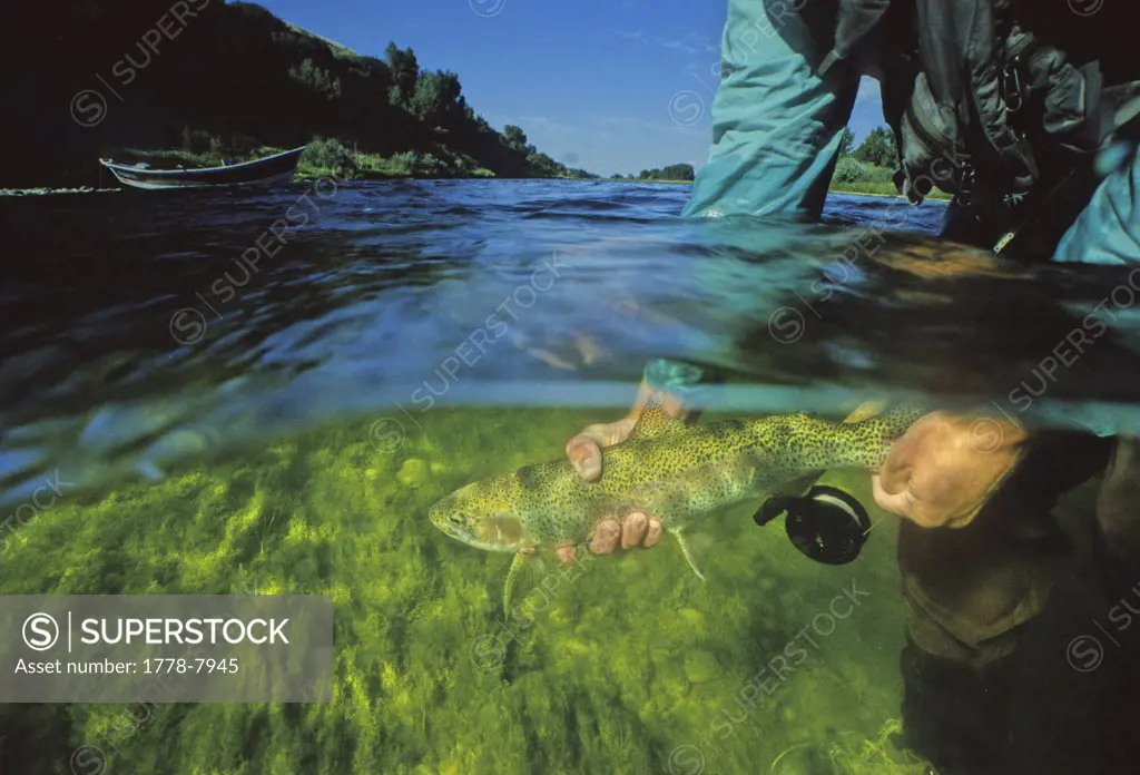 An angler releases a brown trout in the Bighorn River, Montana