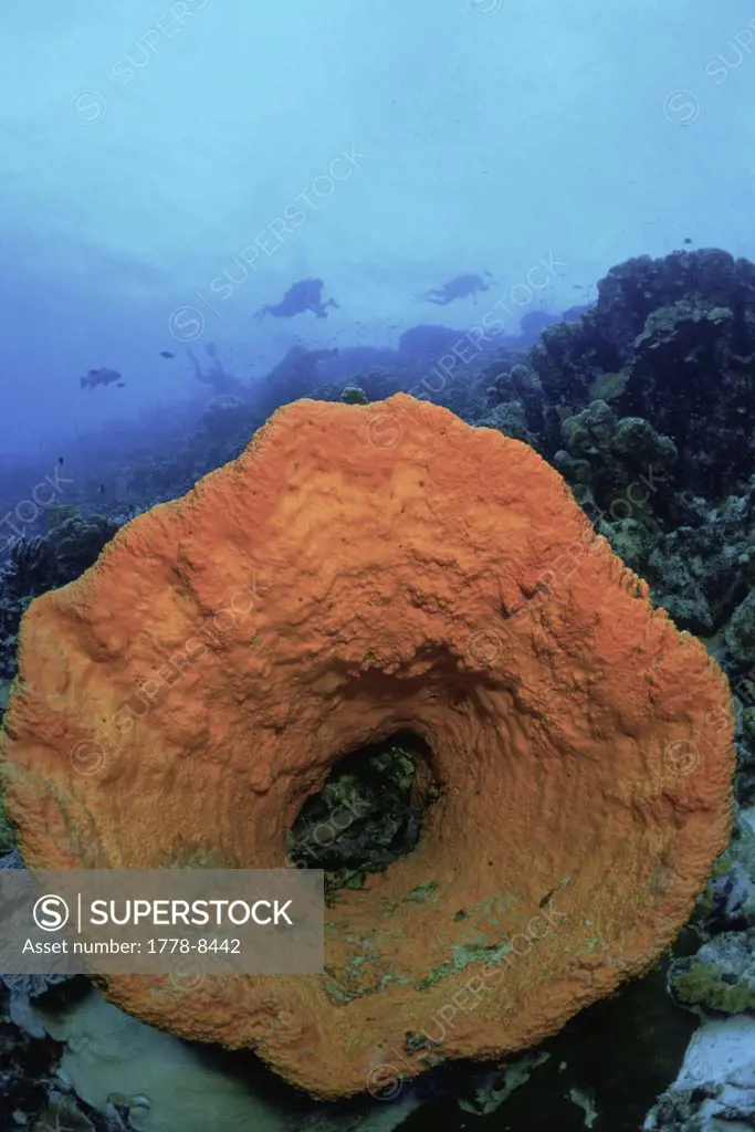 Divers silhouetted in background behind sponge, Bonaire