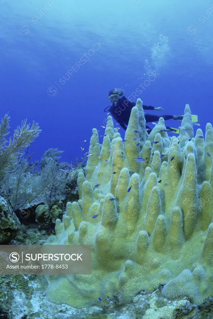 Female scuba diver and hard coral, Cayman Brac