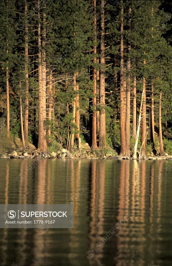 Trees and reflection at sunset on Fallen Leaf Lake, CA