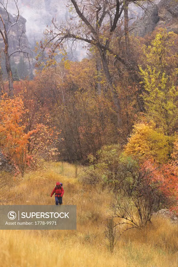 Woman hiking in the rain and autumn explosion of color in Maple Canyon, Utah, USA