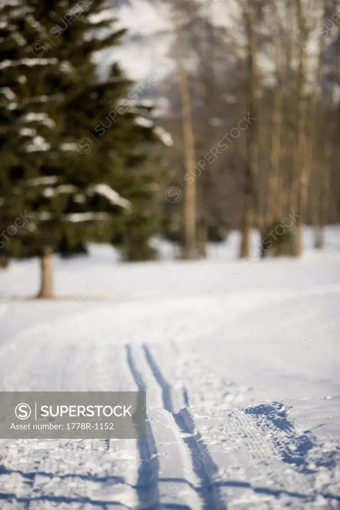 Groomed cross country ski trail.