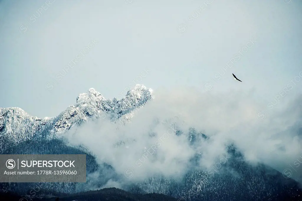Eagle flies above snow covered peaks