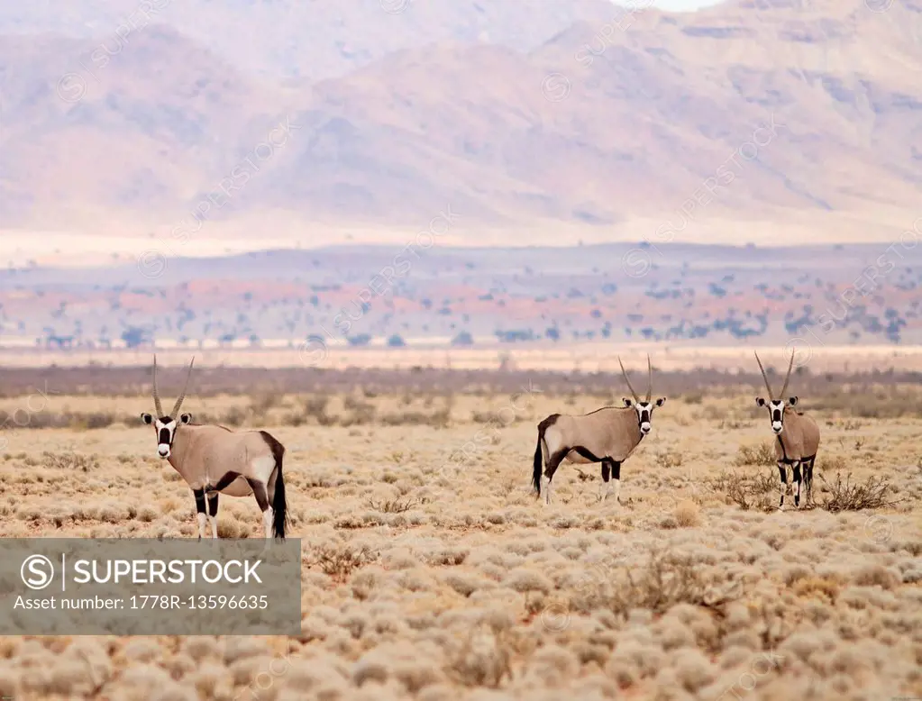 A herd of Oryx grazes in the Namib Desert, Namibia.