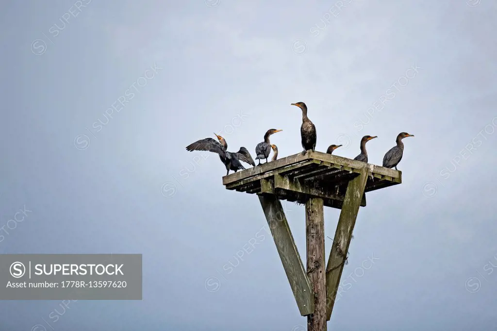 Double crested cormorants resting on top of a nesting platform.