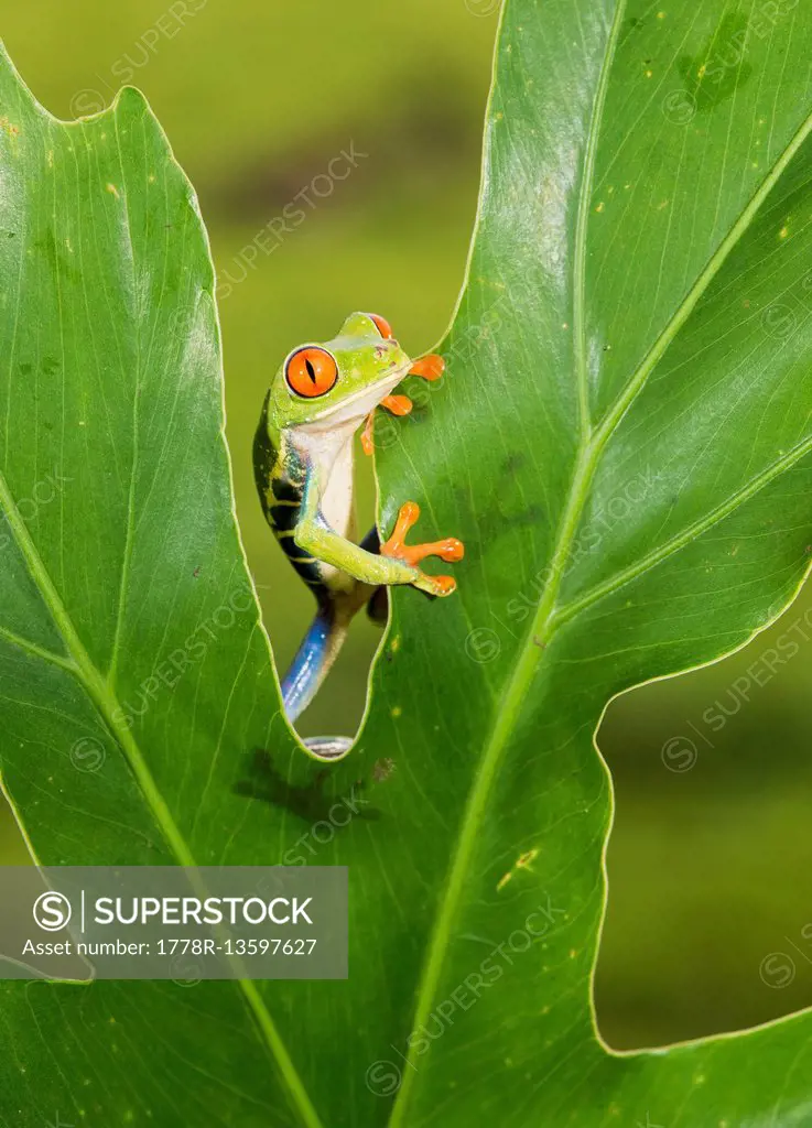 Tropical Red-eyed Tree Frog (Agalychnis callidryas) climbing over leaf, Costa Rica