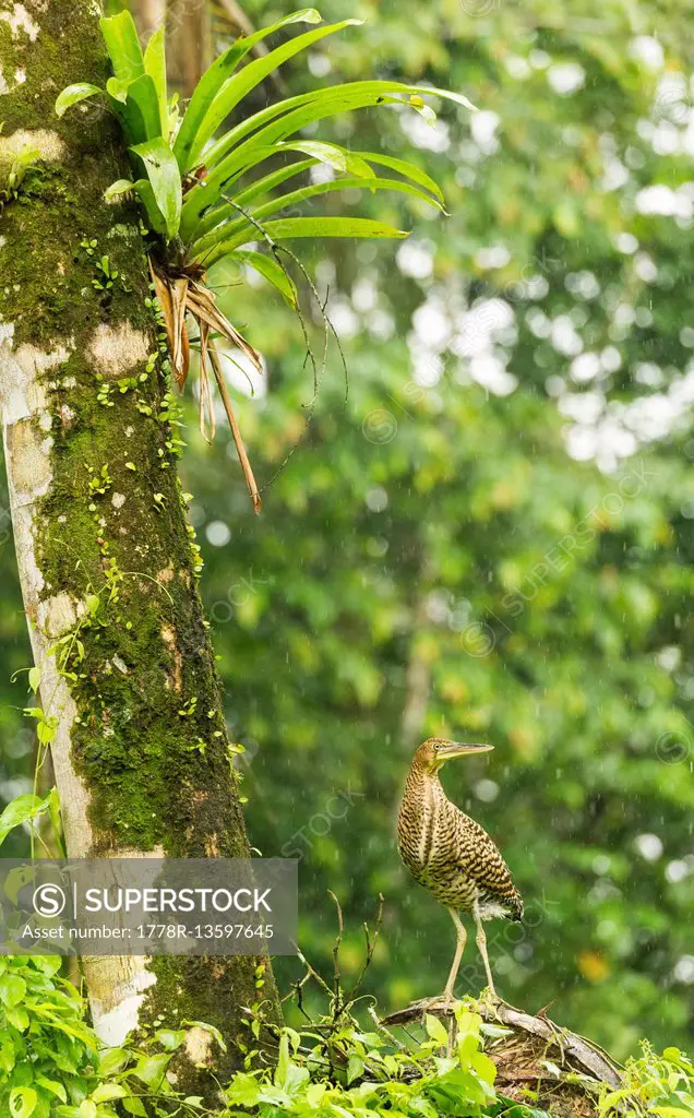 Bare-throated tiger heron (Tigrisoma mexicanum) braves the rain in Costa Rica
