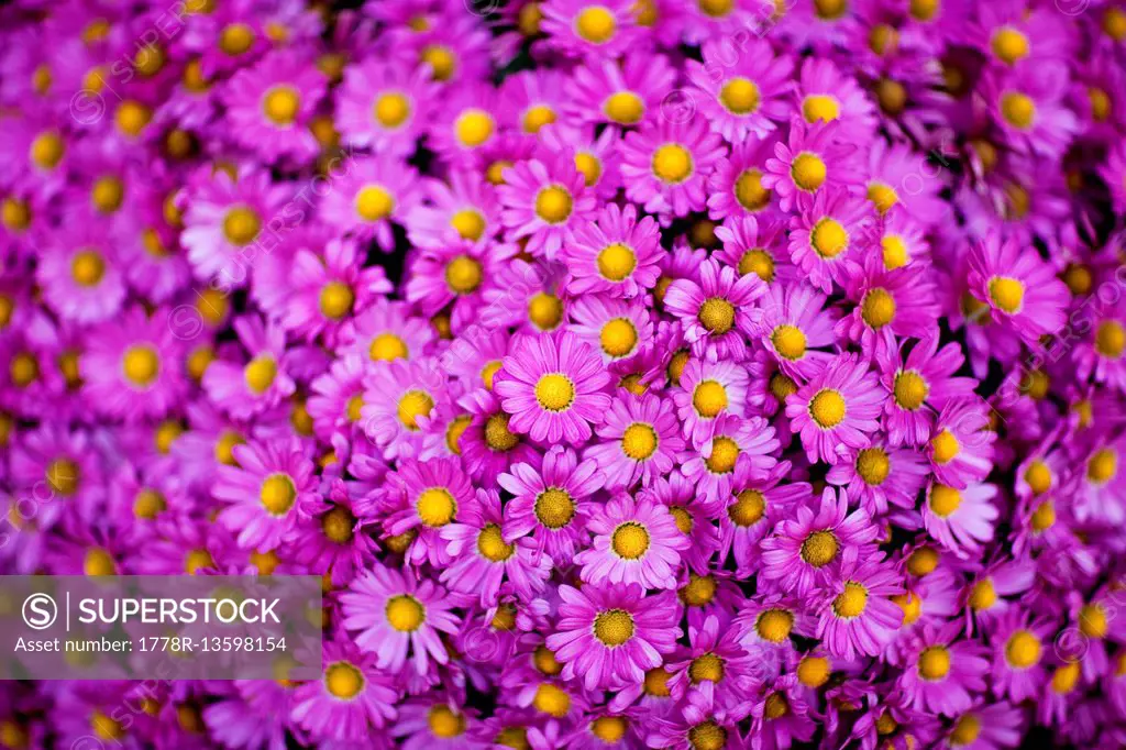 A closeup of vibrant purple flowers