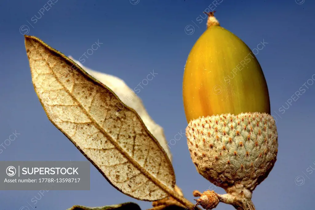 Detail view of an acorn on holm oak (Quercus Ilex)
